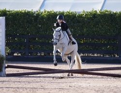 Boca’s Blue Nile Welsh Pony Hunter photo 3