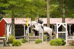 CMS Levantos Dutch Warmblood Hunter photo 2