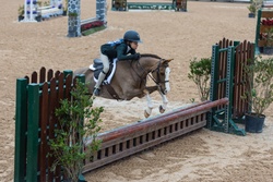 Cane Creek's Oopsie Daisy Welsh Cross Hunter photo 7