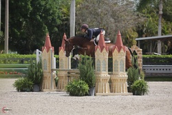 Tanqueray "Tango" Belgian Warmblood Hunter photo 1