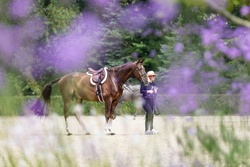 Goldrush Zangersheide Hunter photo 1