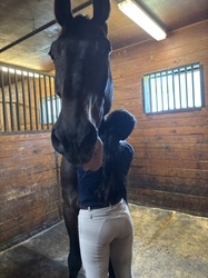 CMS Lowkey Holsteiner Equitation photo 3