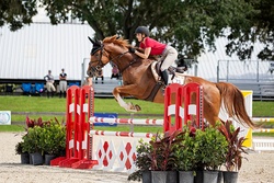 Gold Link German Warmblood Jumper photo 7