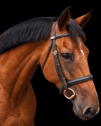 OJOTTIE WB Warmblood Jumper photo 1