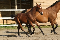 Oro Fiera QTM Westphalian Jumper photo 4