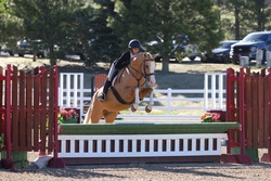 Cymbrogi Haven Aisling Welsh Pony Hunter photo 1