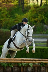 Conner De La Vie Z Belgian Warmblood Hunter photo 1