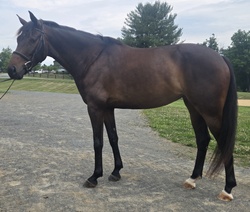 Fifi Warmblood Hunter photo 4