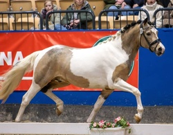 Barbie Dreamhorse Alert! German Riding Pony Hunter photo 6