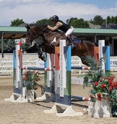 Piglet Hanoverian Hunter photo 5