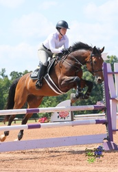 Guns n Roses RC Holsteiner Jumper photo 2