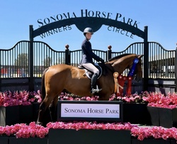 Cascorrado Belgian Warmblood Equitation photo 6