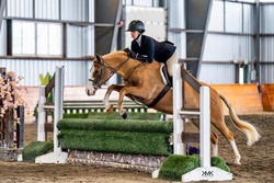 Loafer’s Lodge BowTie Welsh Pony Hunter photo 2