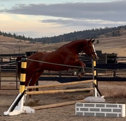 Lucca KSH Oldenburg Jumper photo 4
