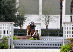 Glamour Girl Welsh Pony Hunter photo 8