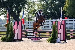 Adore Me Dutch Warmblood Hunter photo 5