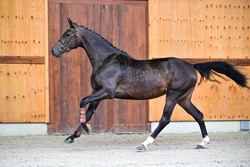 Tialitha Warmblood Jumper photo 3