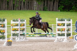 Rustic Canadian Warmblood Jumper photo 3