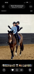 Monaco Dutch Warmblood Equitation photo 12