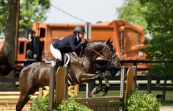 Suites Me Belgian Warmblood Hunter photo 3