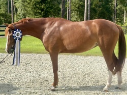 Chasity Van Blu Z Zangersheide Jumper photo 5