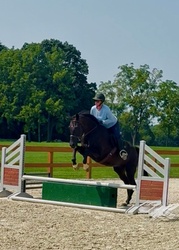 Furst Ferro Hanoverian Hunter photo 2