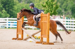 Ferrero Rocher Welsh Cross Hunter photo 2