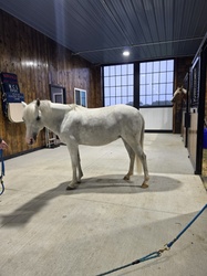 Fettuccine Welsh Cross Jumper photo 5