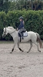 Pea Pod Welsh Pony Hunter photo 5