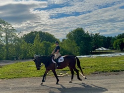 Udalco Belgian Warmblood Jumper photo 5