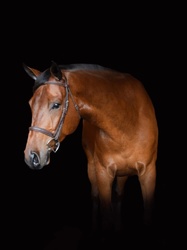 Braecrest Diamo West Warmblood Hunter photo 1