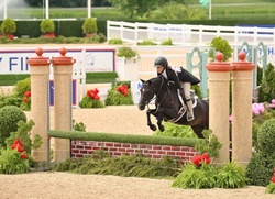 Stonegate Raindrop Welsh Pony Hunter photo 6