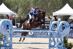 Prime Time VG Dutch Warmblood Jumper photo 1
