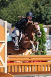 Sugar Welsh Pony Hunter photo 2