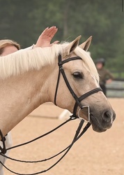 Sailor Moon Warmblood Hunter photo 2