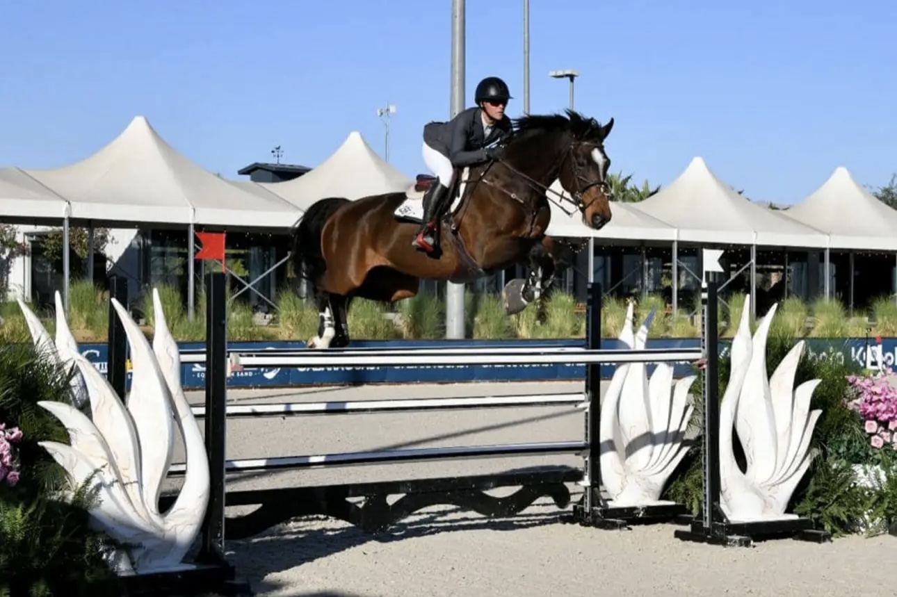 2012 16.2 hand Holsteiner Gelding BIGEQ +