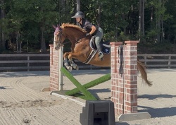 Focus Tachor Z Zangersheide Jumper photo 8