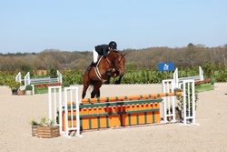 Colman’s Loverboy Oldenburg Hunter photo 3
