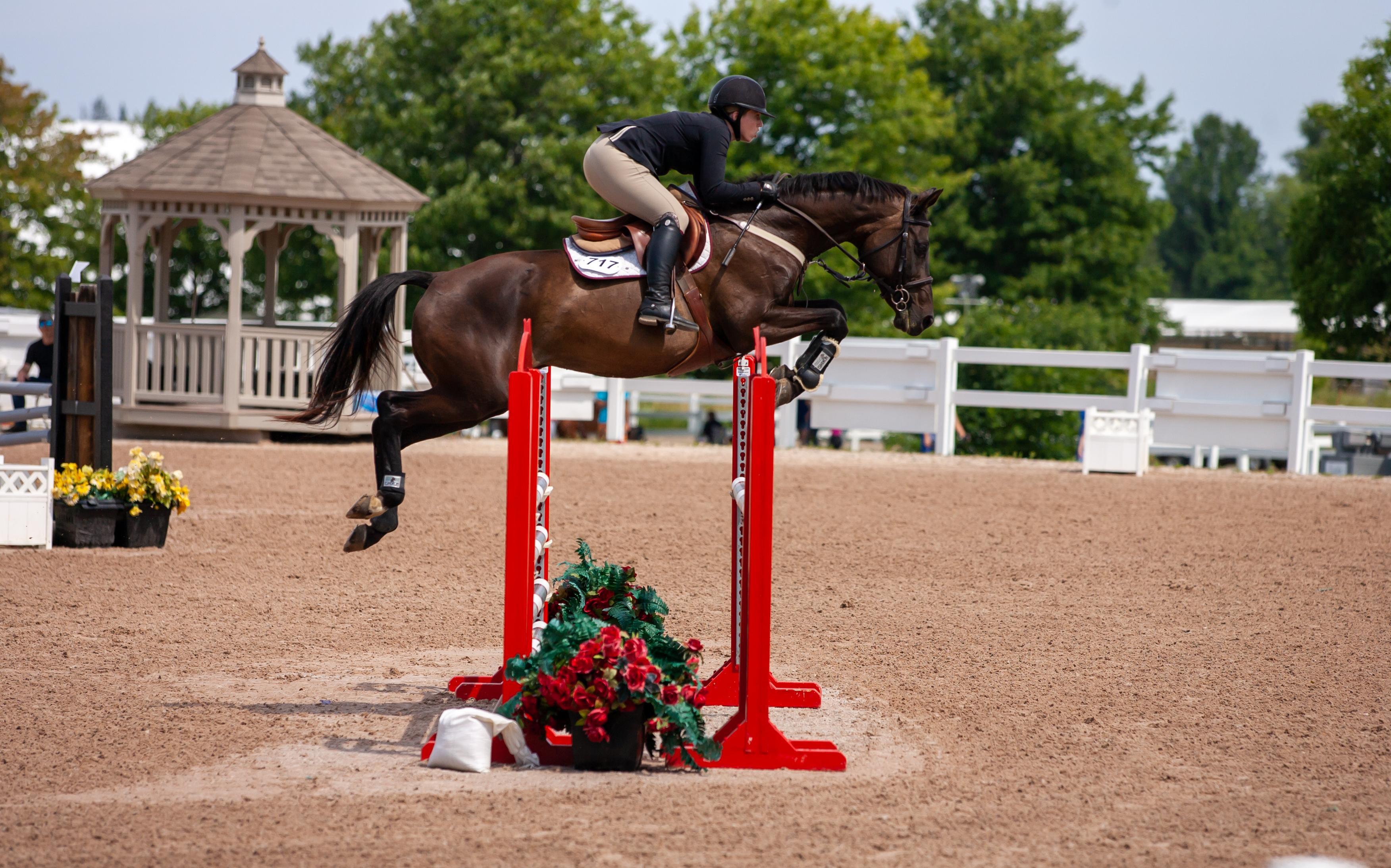 Pandora X Canadian Sport Horse Jumper