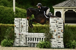 Chicago-HS Czech Warmblood Hunter photo 4