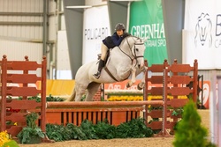 Maestro Blue F Dutch Warmblood Jumper photo 2