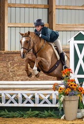 Straight Shooter Welsh Pony Hunter photo 5