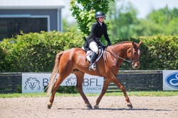 Dwyer Hanoverian Hunter photo 4