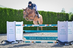 Last Samurai W&W Warmblood Jumper photo 1