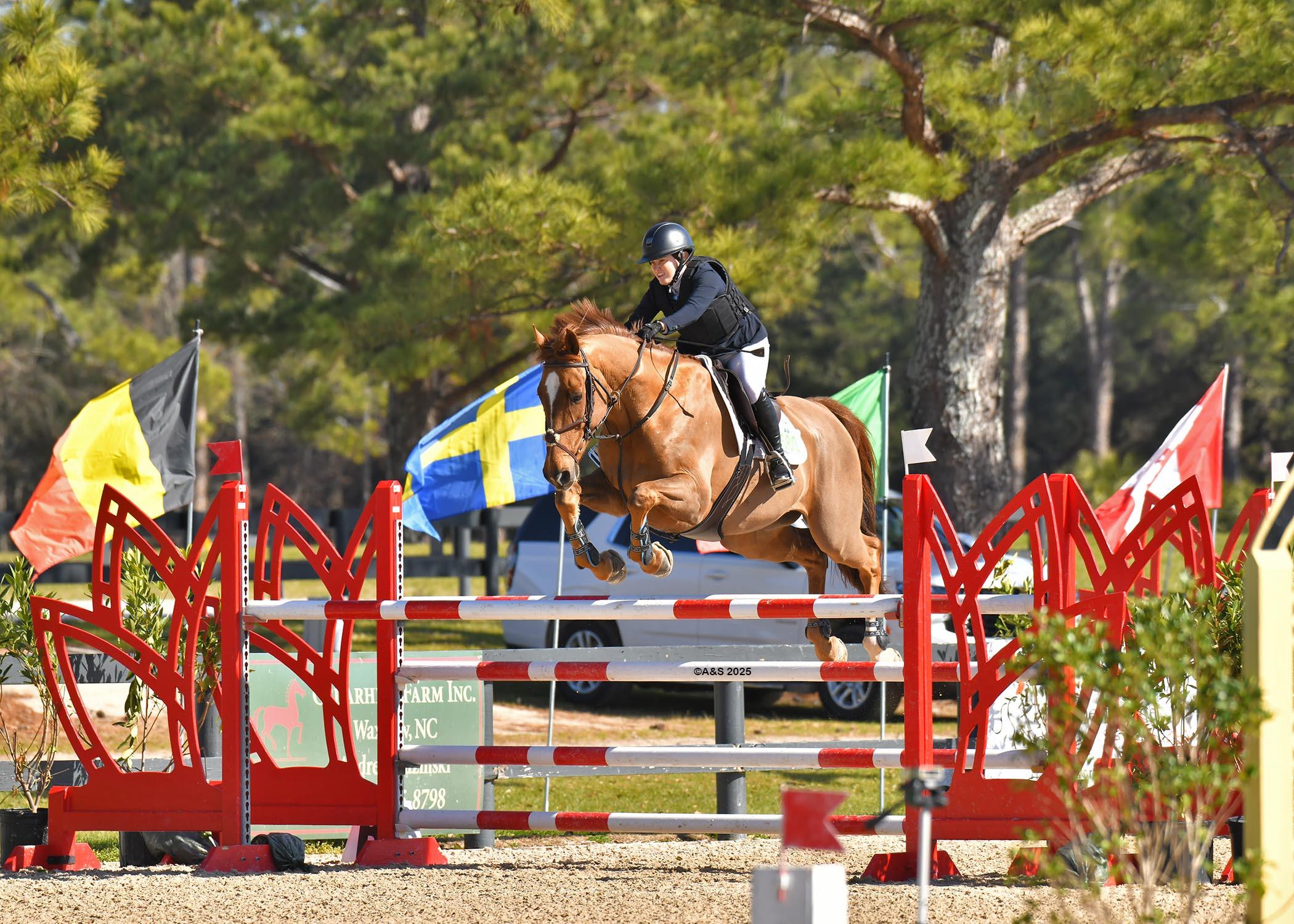 Koko Express Dutch Warmblood