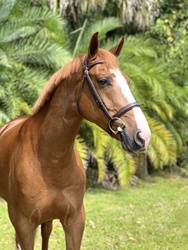 Hero v/d Bovenhoekshof Dutch Warmblood Equitation photo 3