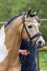 Barbie Dreamhorse Alert! German Riding Pony Hunter photo 1
