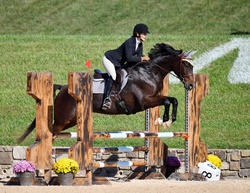 Lillet Oldenburg Jumper photo 2