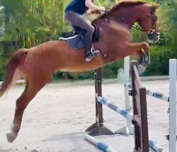 Desmond Warmblood Jumper photo 2