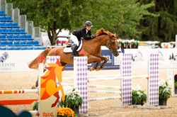 Whixall's Candy Boy Irish Sport Horse Jumper photo 2